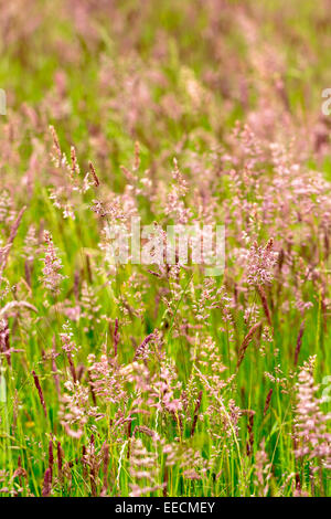 Wild Graminacee ornamentali nel prato di fiori selvaggi prati campo nel Gloucestershire, Regno Unito Foto Stock