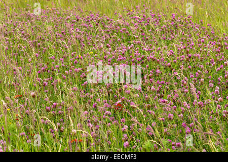 Wild Graminacee ornamentali e trifoglio rosso Trifolium pratense, nel prato di fiori selvaggi prati campo nel Gloucestershire, Regno Unito Foto Stock
