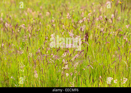 Wild Graminacee ornamentali nel prato di fiori selvaggi prati campo nel Gloucestershire, Regno Unito Foto Stock