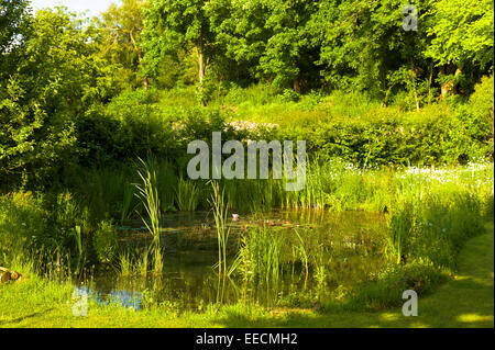 Giardino stagno della fauna selvatica in estate nel giardino di campagna in Swinbrook, il Costwolds, England, Regno Unito Foto Stock