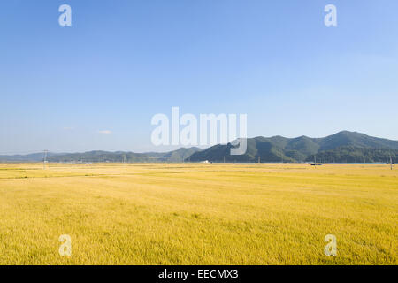 Vista di una piena maturazione golden risone in autunno, situato di Andong-si, Corea Foto Stock