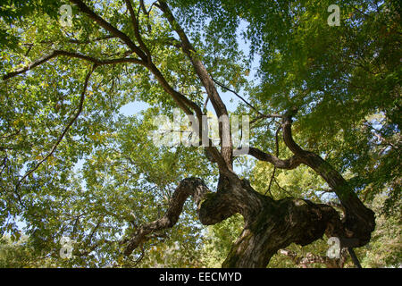 Fronda della vecchia willow tree in autunno Foto Stock