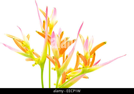 Tropical rosa e arancio fiore Heliconia, Heliconia psittacorum Sassy, isolato su sfondo bianco Foto Stock