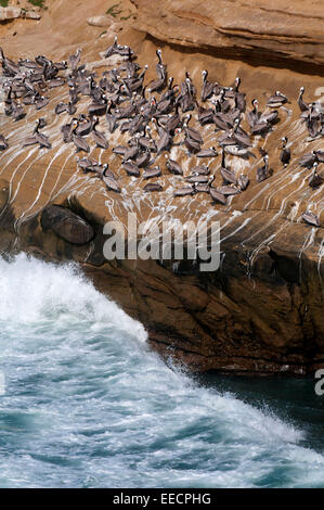 Pellicano marrone (Pelecanus occidentalis) sul litorale di scogliere, Ellen Browning Scripps Marine Park, La Jolla, California Foto Stock