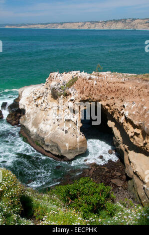 La Jolla Grotte, Ellen Browning Scripps Marine Park, La Jolla, California Foto Stock