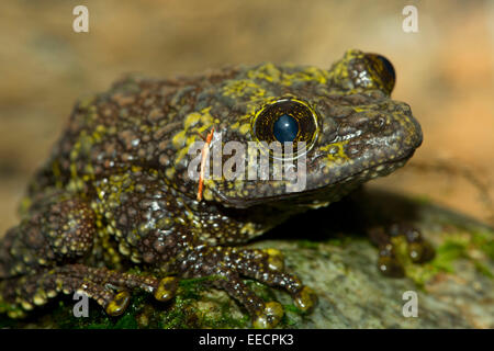 Rana di muschio, Zoo di Denver, Denver Colorado Foto Stock