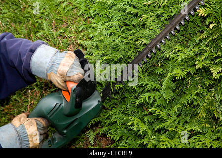 I rivestimenti del giardiniere hedge con il rifinitore elettrico indossando guanti di sicurezza Foto Stock