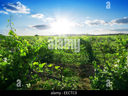 Bella giornata di sole in estate vineyard Foto Stock