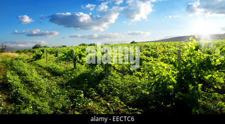 Bella e verde vigneto nella soleggiata giornata estiva Foto Stock