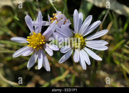 Mare - Aster Aster tripolium Salt Marsh fiore Foto Stock