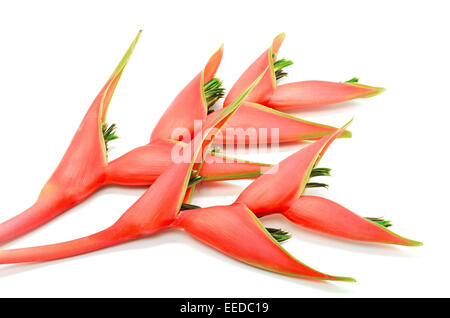 Rosso tropicale Fiore heliconia, Heliconia stricta, isolato su sfondo bianco Foto Stock