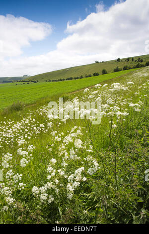 Regno Unito, Inghilterra, Wiltshire, Pewsey, Downs e 1935 White Horse, creato per celebrare incoronazione di George VI Foto Stock