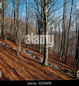 Flusso congelato in faggio (Fagus sylvatica) foresta Foto Stock