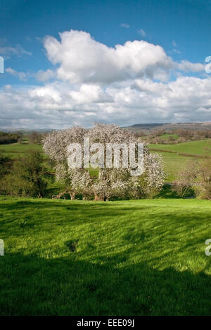 Un unico albero con laiden damson blossom nel Lyth Valley nel distretto del Lago Foto Stock