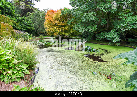 Una balena scultura in uno stagno o piscina in giardino Trewidden Cornwall South West England Regno Unito Foto Stock