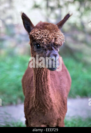 I capretti Alpaca marrone (vicugna pacos) Foto Stock