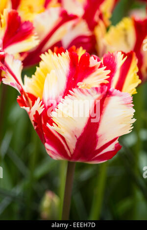 Tulipa " Flaming Parrot' Foto Stock