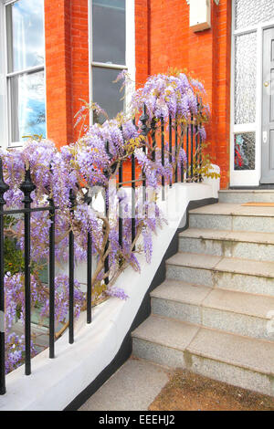 Bellissimi fiori di glicine al di fuori della casa su per le scale Foto Stock