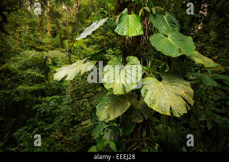 Grandi piante epifite crescente in alto sugli alberi nella bella e lussureggiante Costa Rican cloudforest. Foto Stock