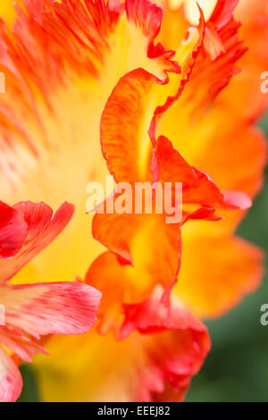 Tulipa " Caraibi " Parrot Foto Stock