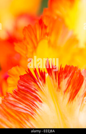 Tulipa " Caraibi " Parrot Foto Stock