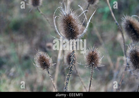 Thistle secco nel campo sminuisce l'autunno e l'inverno. Foto Stock