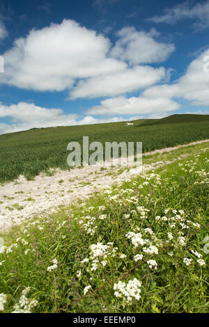 Regno Unito, Inghilterra, Wiltshire, Vale of Pewsey, Alton Barnes, cavallo bianco sulla collina di latte Foto Stock