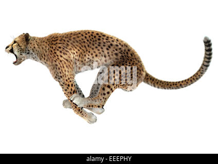 3D render digitale di un salto cheetah isolati su sfondo bianco Foto Stock