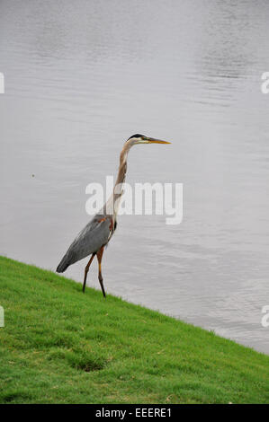 Airone blu (Ardea erodiade) in piedi sul bordo del lago Foto Stock