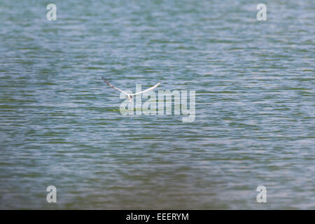 Tern comune (Sterna hirundo).uccello selvatico in un habitat naturale. Regione di Mosca, Russia Foto Stock