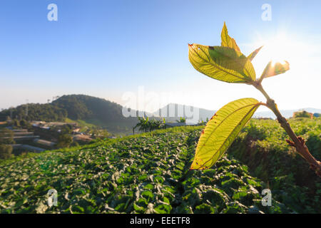 Campo di cavolo cappuccio e sunshrine a Monjam ,Chiangmai ,Thailandia Foto Stock