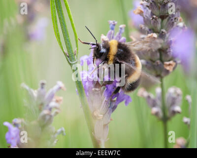 A Bumblebee per raccogliere il polline Foto Stock