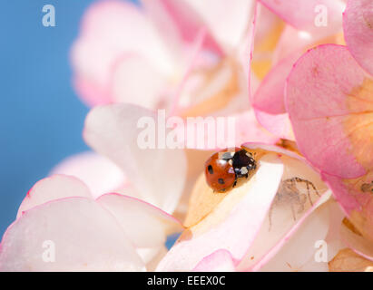 Una coccinella è strisciando sul rosa fiori Foto Stock