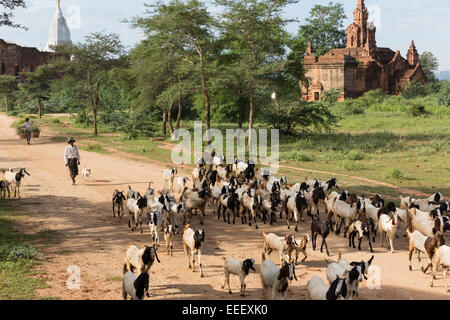 Abitante imbrancandosi capre vicino a Min Nan Thu, Bagan, Myanmar. Pagode visibile in background Foto Stock