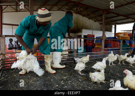 Mozambico, Chimoio, allevamento di polli e macello Agro-Pecuaria Abilio Antunes, elaborazione di graticola presso il macello Foto Stock