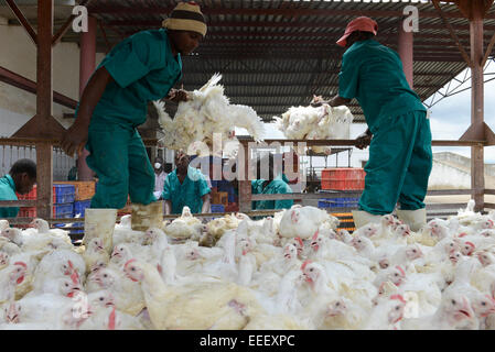 Mozambico, Chimoio, allevamento di polli e macello Agro-Pecuaria Abilio Antunes, elaborazione di graticola presso il macello Foto Stock