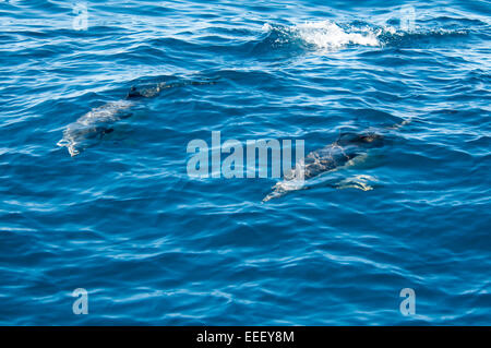 Un breve becco delfino comune nuota a ovest di La Palma nell'Oceano Atlantico al largo delle isole Canarie. Gemeiner Delfin Foto Stock