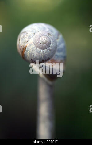 Sundial Shell sulla canna da giardino Foto Stock