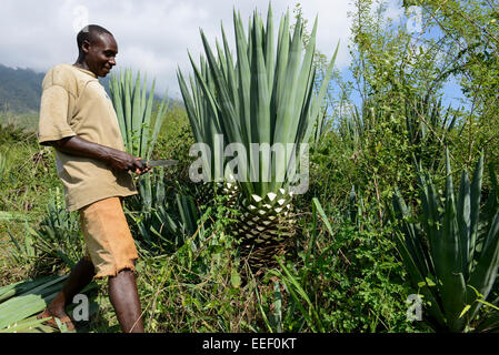 TANZANIA, Tanga, Korogwe, Sisal plantation in Kwalukonge, salariato agricolo raccolto sisal foglie che vengono utilizzati per cavi di tappeti Foto Stock