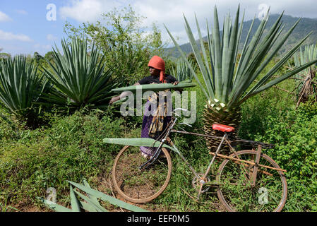 TANZANIA, Tanga, Korogwe, Sisal plantation in Kwalukonge, salariato agricolo raccolto sisal foglie che vengono utilizzati per cavi di tappeti Foto Stock