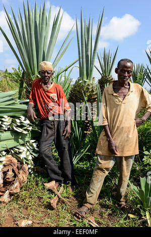 TANZANIA, Tanga, Korogwe, Sisal plantation in Kwalukonge, salariato agricolo raccolto sisal foglie che vengono utilizzati per cavi di tappeti Foto Stock