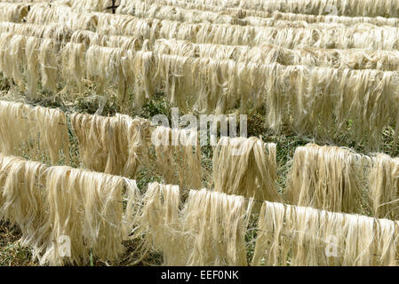 TANZANIA, Tanga, Korogwe, Sisal plantation, dopo la raccolta e la trasformazione della fibra di sisal foglie vengono essiccati al sole Foto Stock