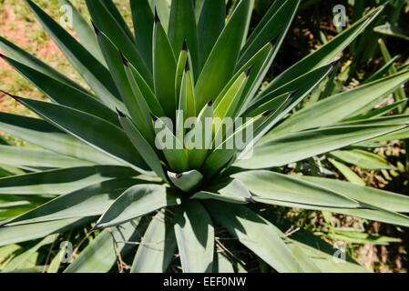 TANZANIA, Tanga, Korogwe, Sisal plantation in Kwalukonge, sisal foglie che vengono utilizzati per cavi di tappeti Foto Stock