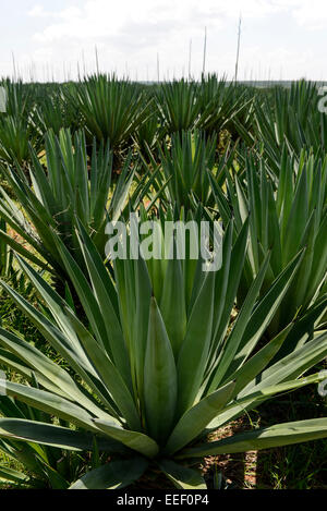 TANZANIA, Tanga, Korogwe, Sisal plantation in Kwalukonge, sisal foglie che vengono utilizzati per cavi di tappeti Foto Stock