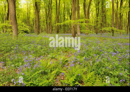 Bluebells nella foresta di faggio, Micheldever legno, Hampshire, Regno Unito Foto Stock