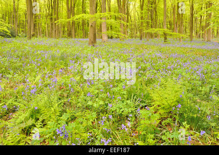 Bluebells nella foresta di faggio, Micheldever legno, Hampshire, Regno Unito Foto Stock