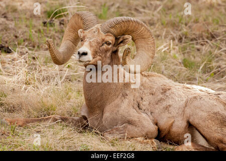 Bighorn ram in appoggio nel Parco Nazionale di Yellowstone, Wyoming USA Foto Stock