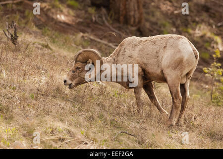 Bighorn ram sagebrush per mangiare nel Parco Nazionale di Yellowstone, Wyoming USA Foto Stock