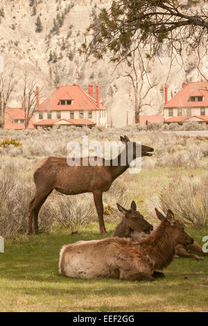 Due elk vacche in appoggio e uno bugling nei pressi di un Centro Visitatori nel Parco Nazionale di Yellowstone, Wyoming USA Foto Stock