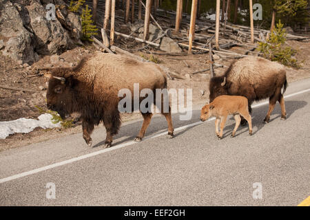 Famiglia di bisonti a piedi verso il basso il lato dell'autostrada nel Parco Nazionale di Yellowstone, Wyoming USA Foto Stock